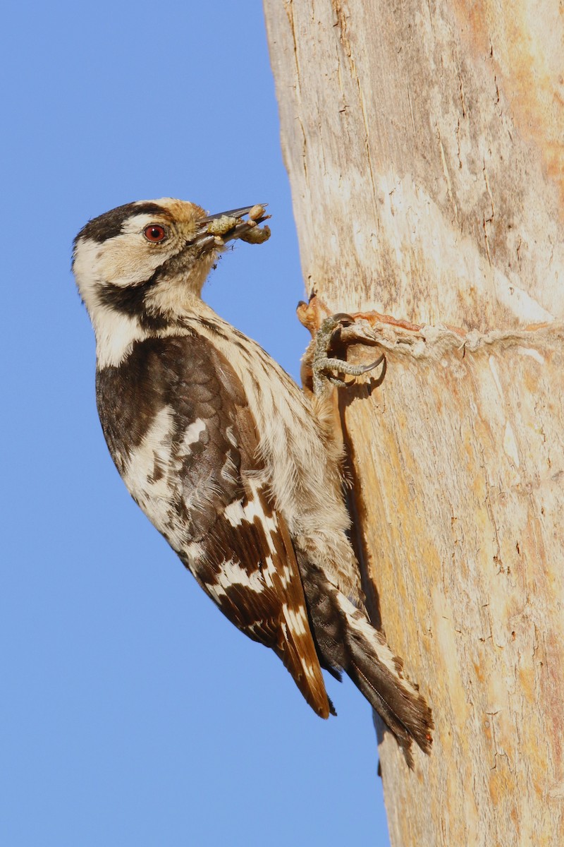 Lesser Spotted Woodpecker - ML284441901