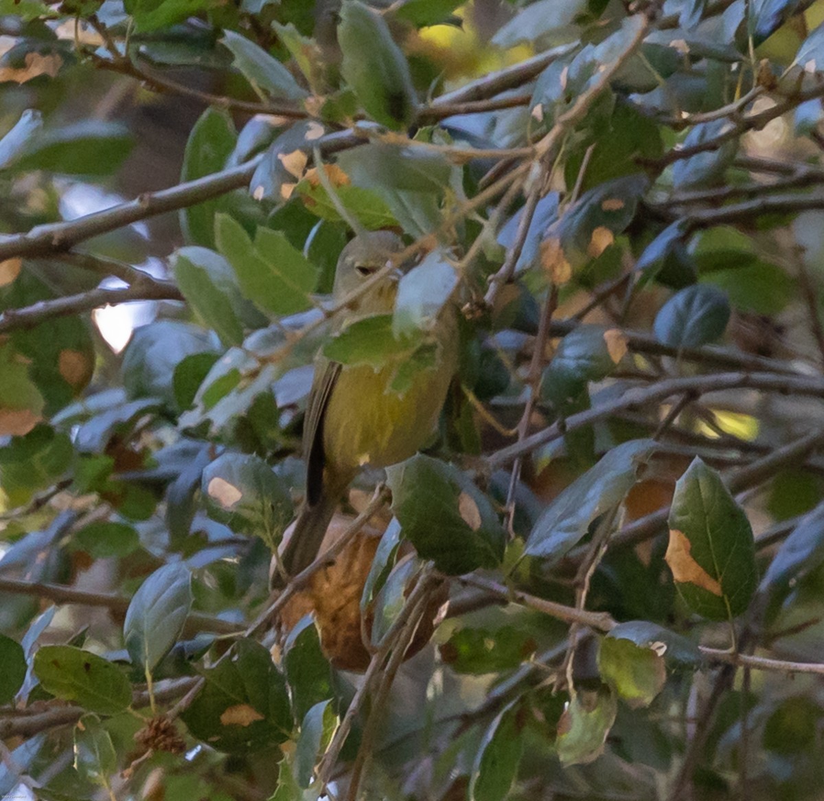 Orange-crowned Warbler - Maury Swoveland