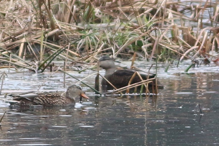 American Black Duck - ML284445901