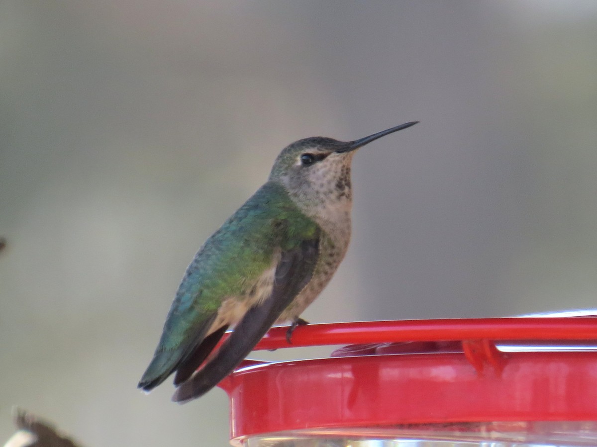 Anna's Hummingbird - ML284446121