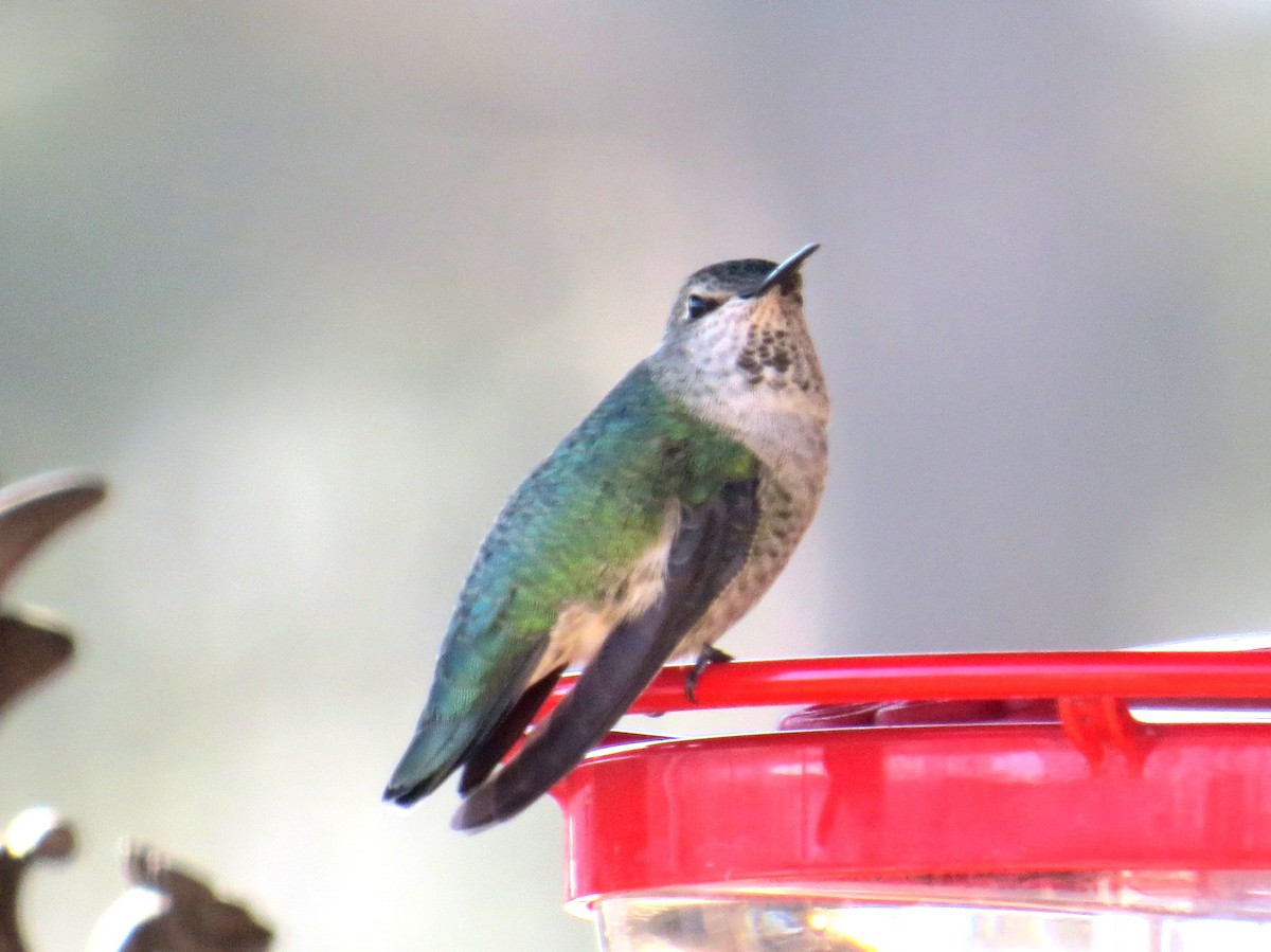 Anna's Hummingbird - ML284446131