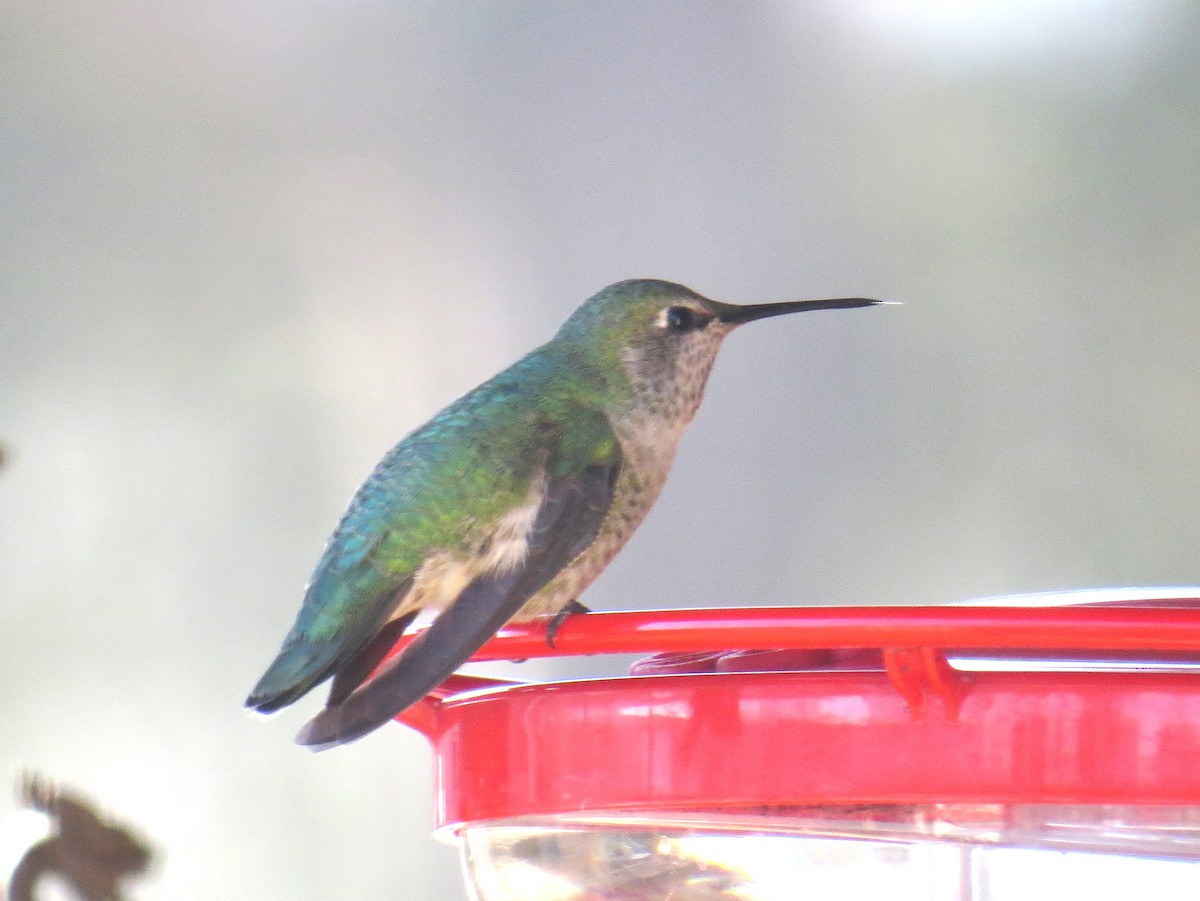 Anna's Hummingbird - ML284446151