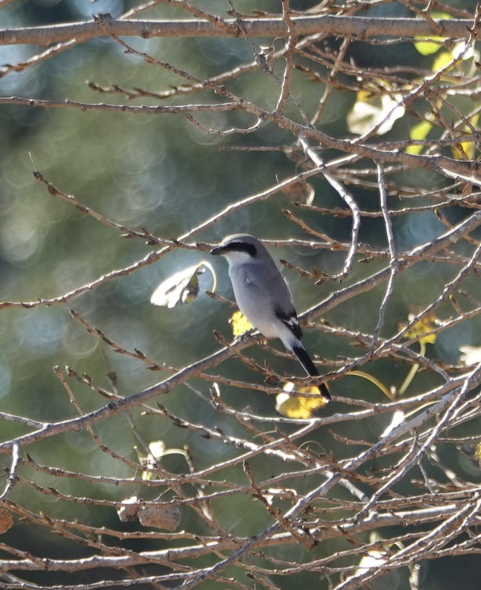 Loggerhead Shrike - ML284446371