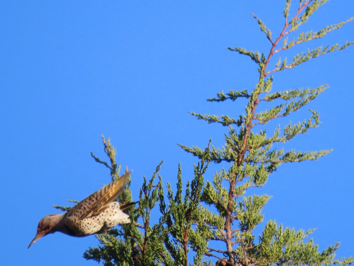 Northern Flicker (Yellow-shafted x Red-shafted) - ML284446891