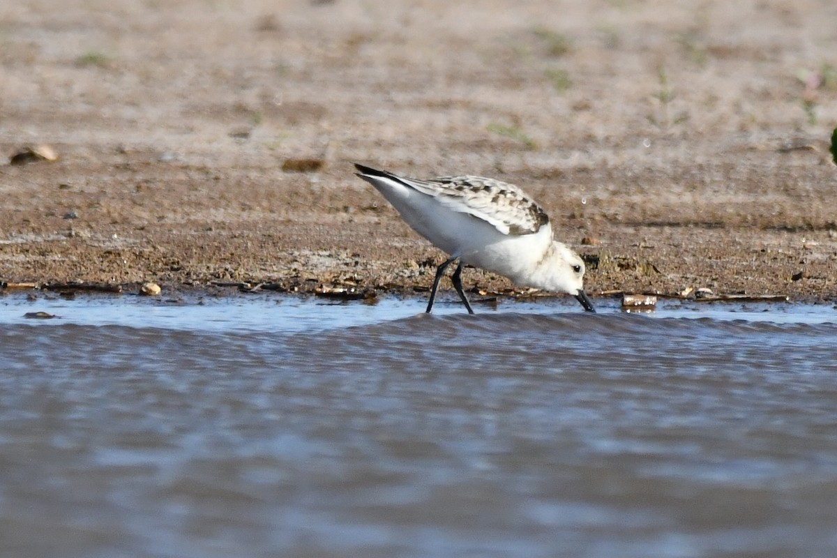 Bécasseau sanderling - ML284447171