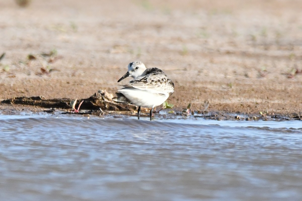 Bécasseau sanderling - ML284447361