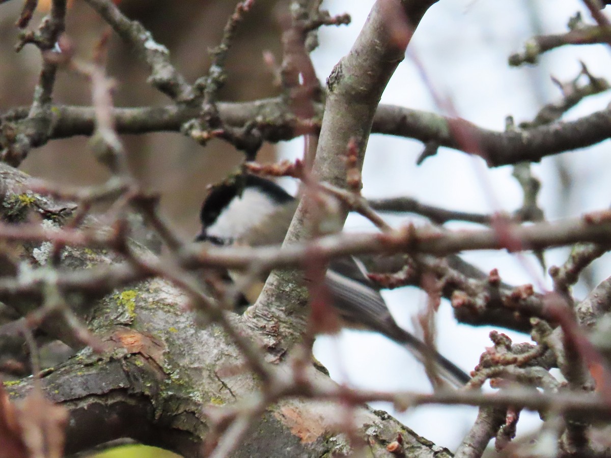 Black-capped Chickadee - ML284449241