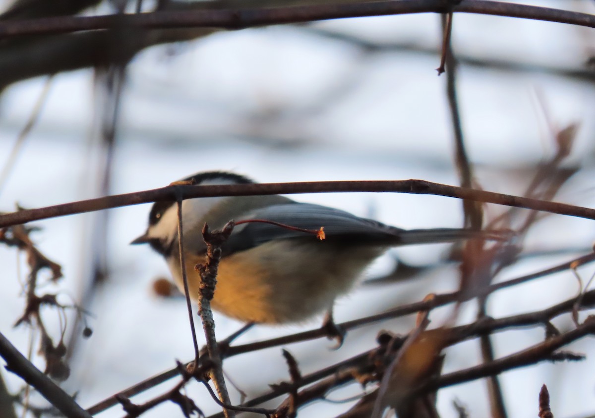 Black-capped Chickadee - ML284449771