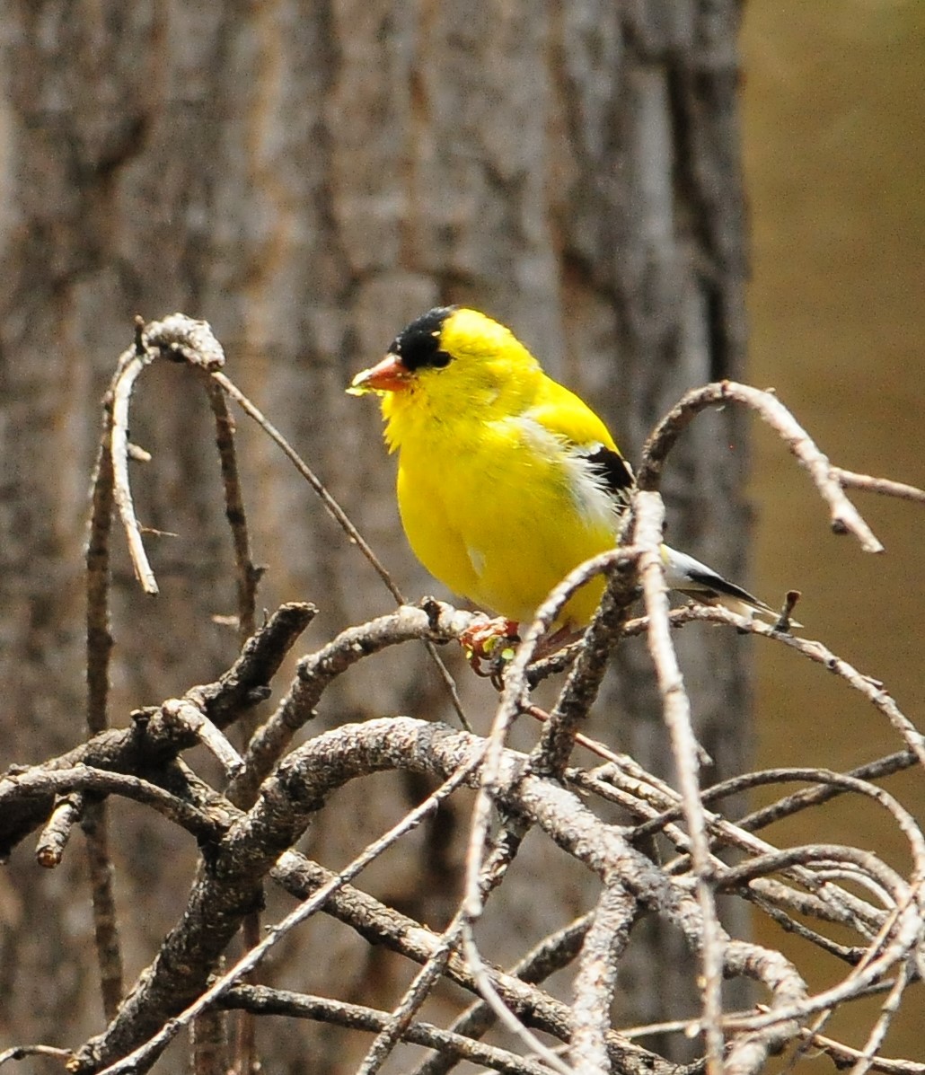 American Goldfinch - ML284453111