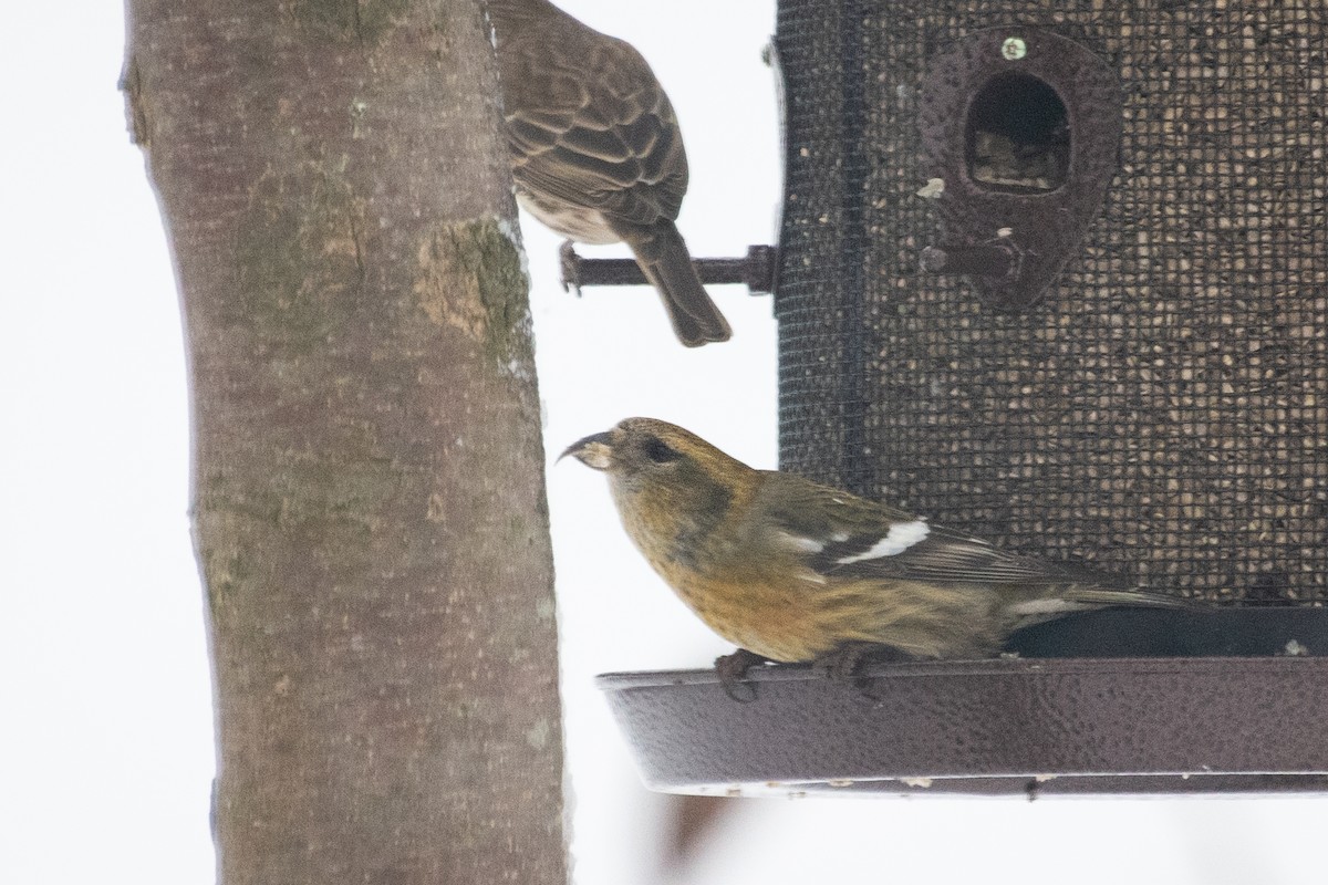 White-winged Crossbill - ML284453221