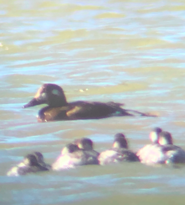 White-winged Scoter - Eddie Monson