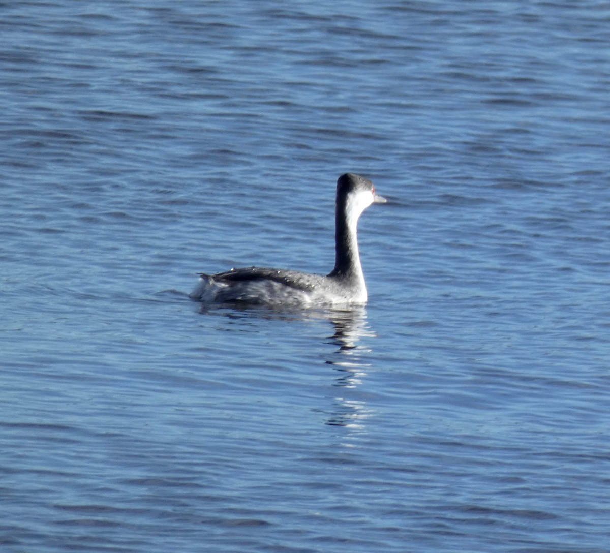 Horned Grebe - ML284454351