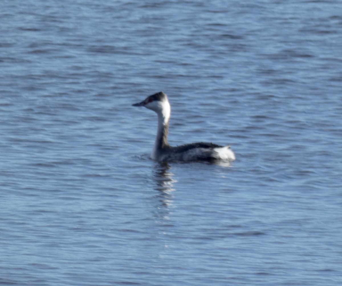 Horned Grebe - ML284454361