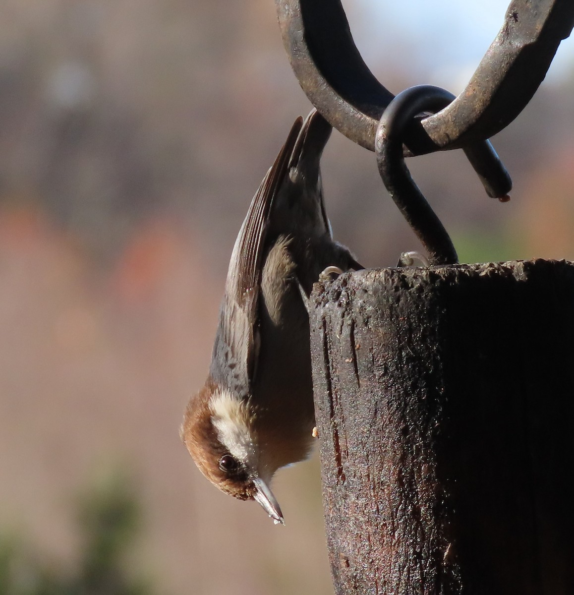 Brown-headed Nuthatch - ML284455591