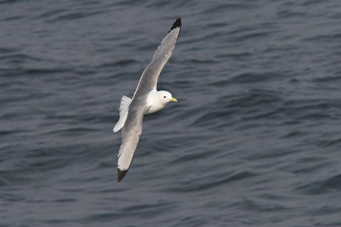 Black-legged Kittiwake - ML284456101