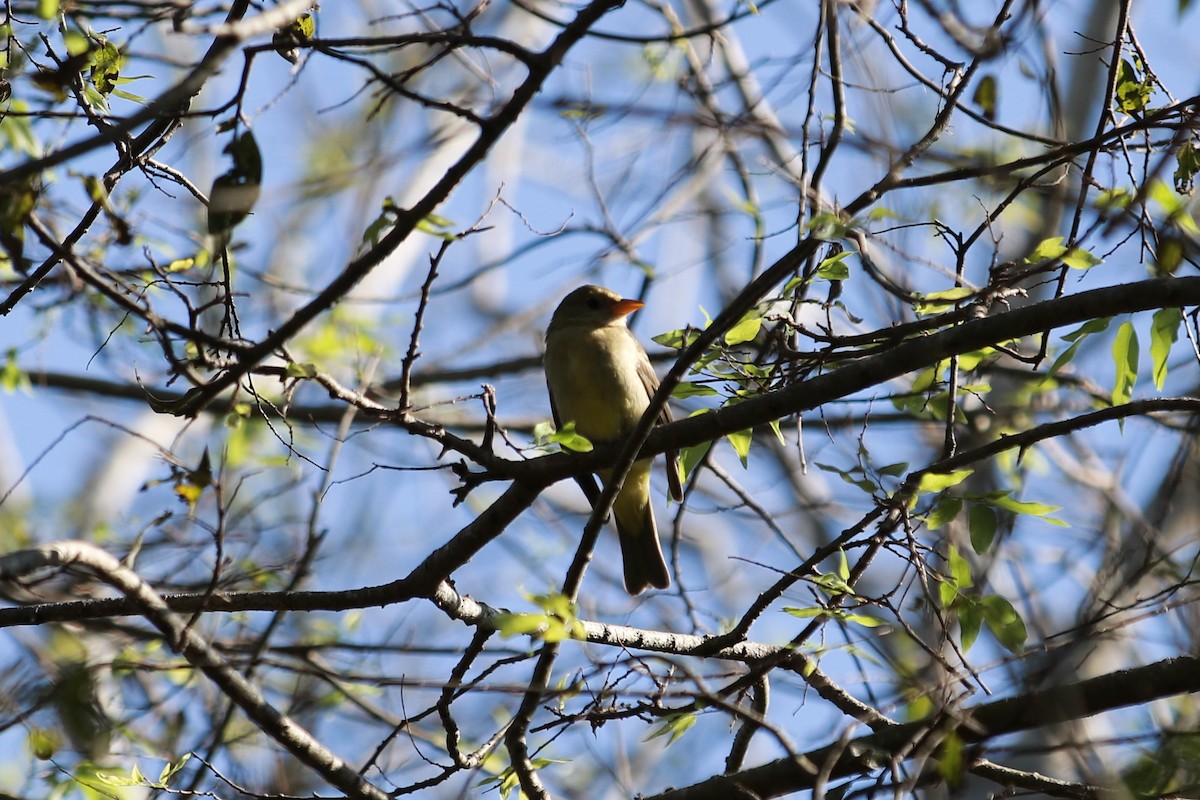 Western Tanager - ML284456281