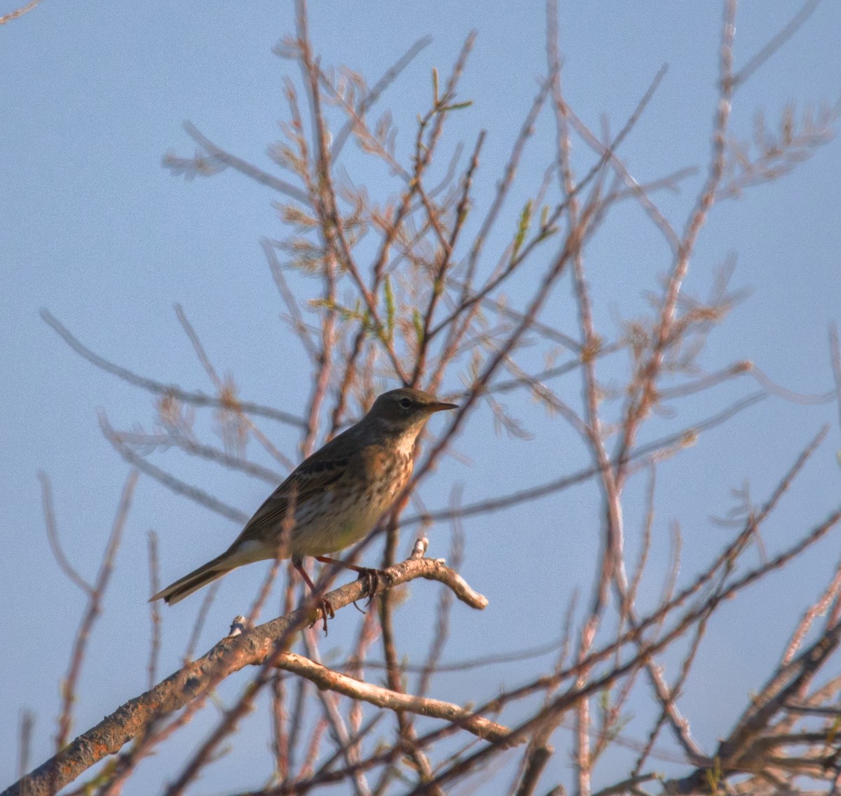 Щеврик острівний - ML284457301