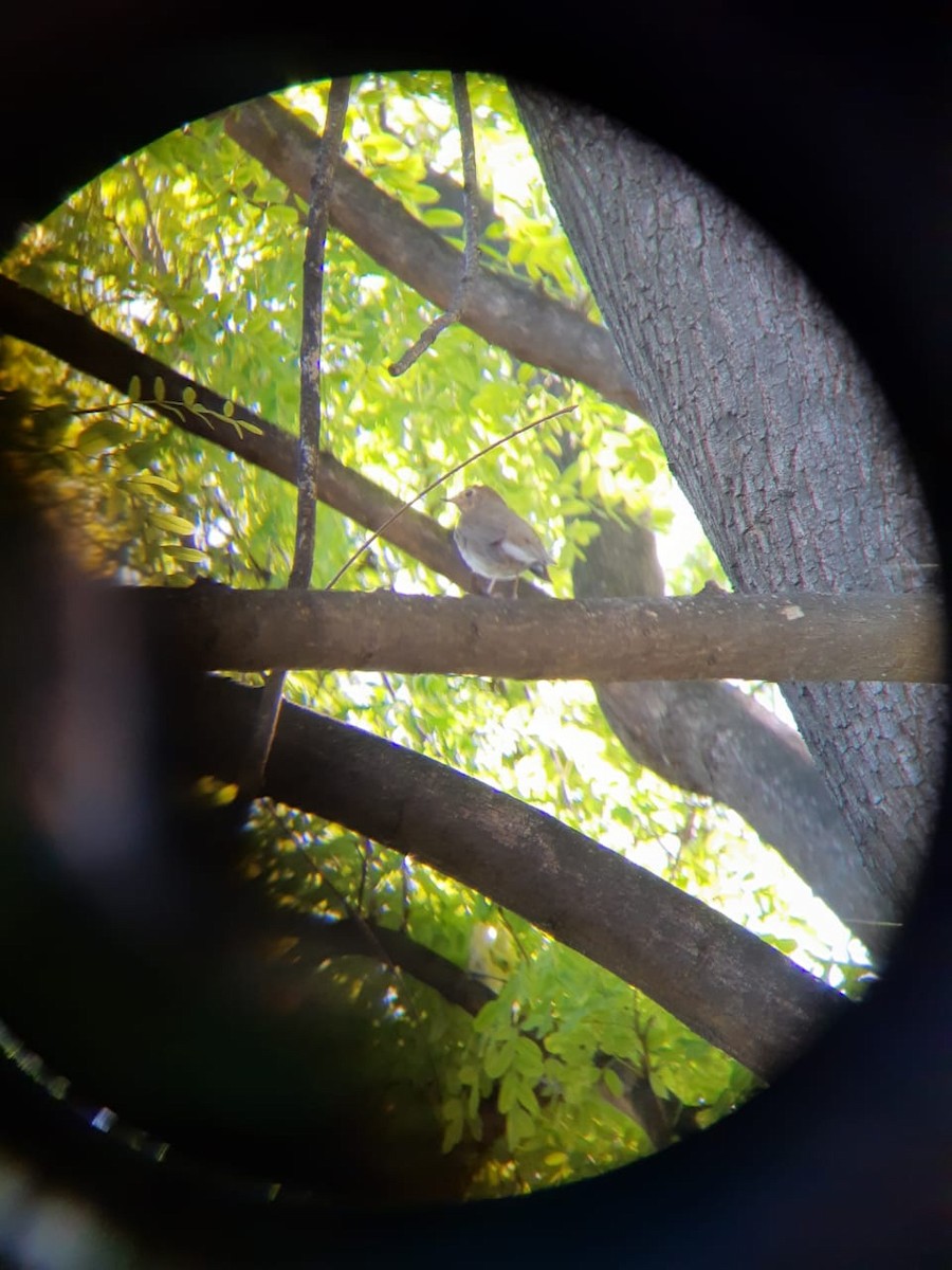 Swainson's Thrush - ML284457471