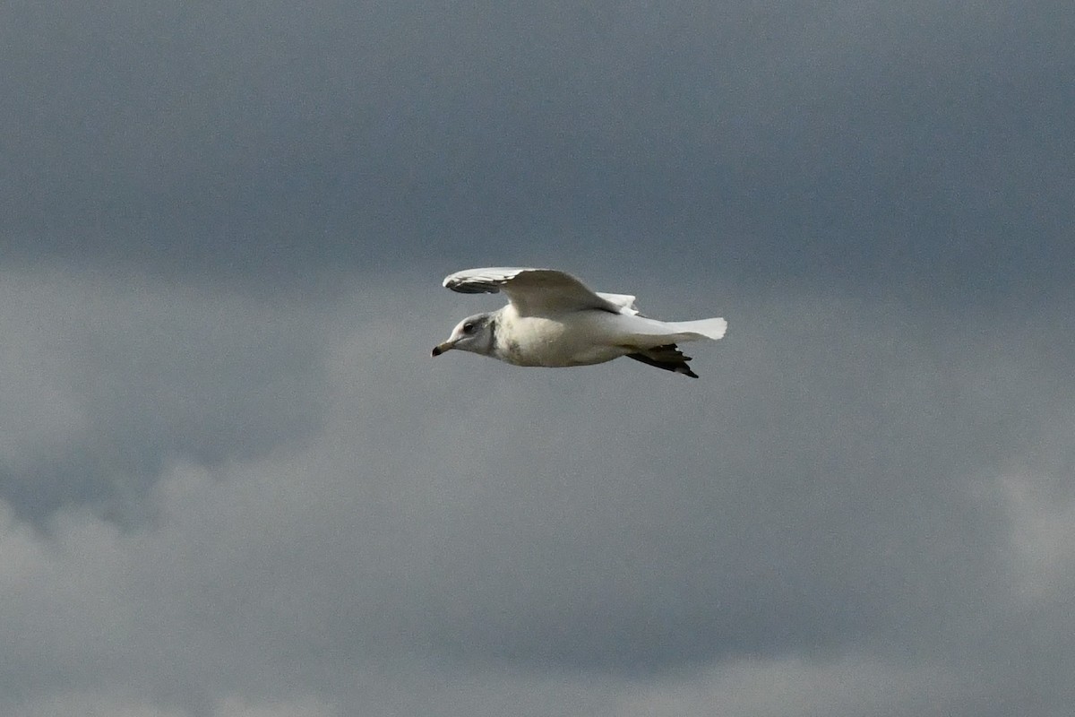 Ring-billed Gull - Brian Kenney