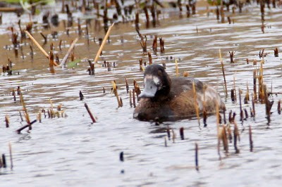 Lesser Scaup - ML284458331