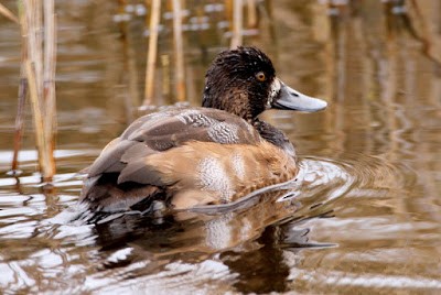 Lesser Scaup - ML284458361