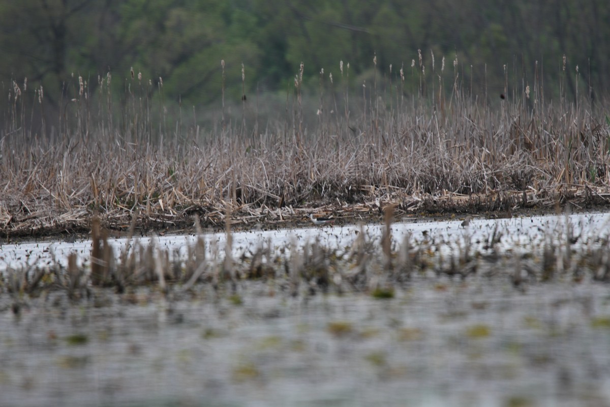 Black-necked Stilt - ML28445961