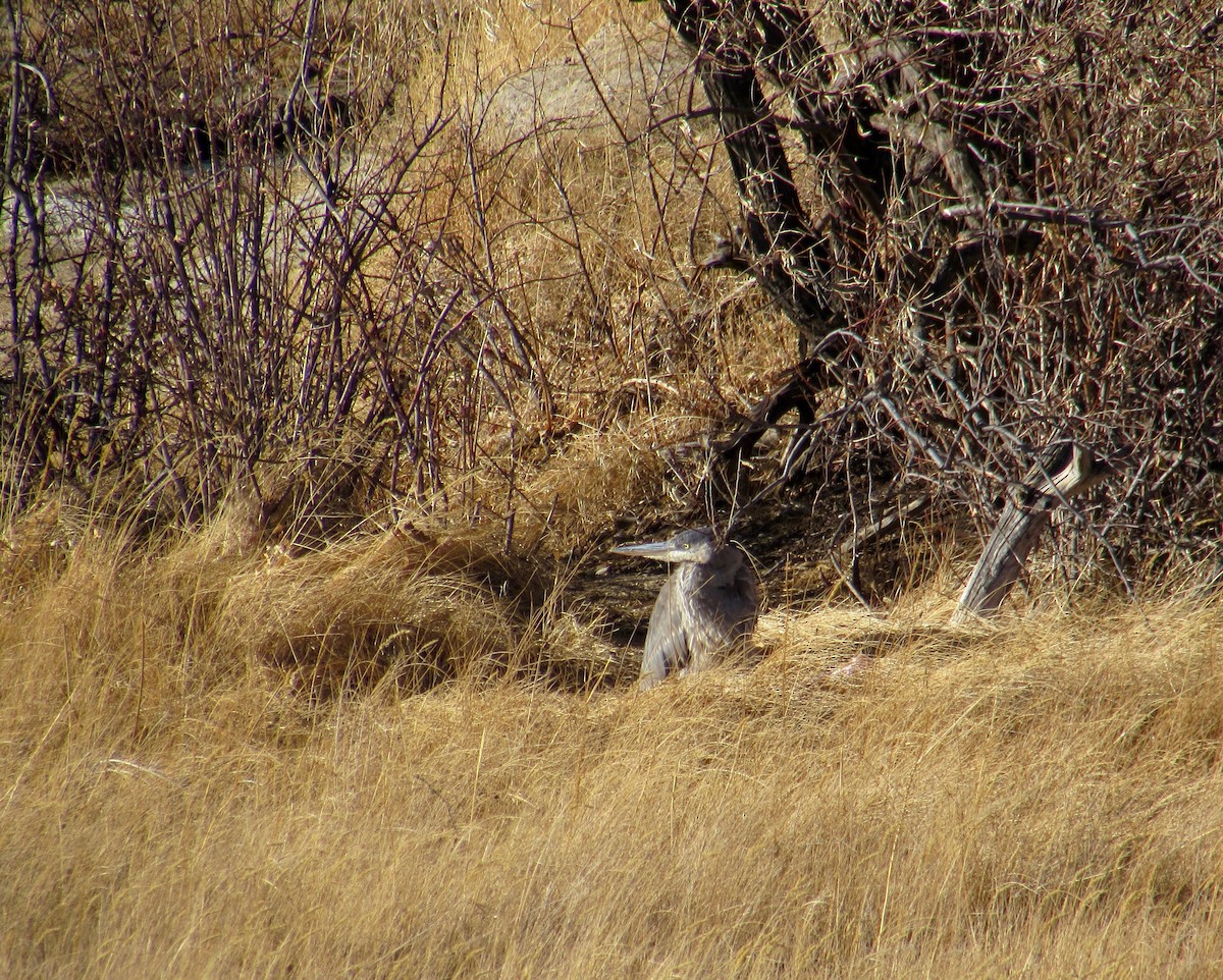 Garza Azulada - ML284460161