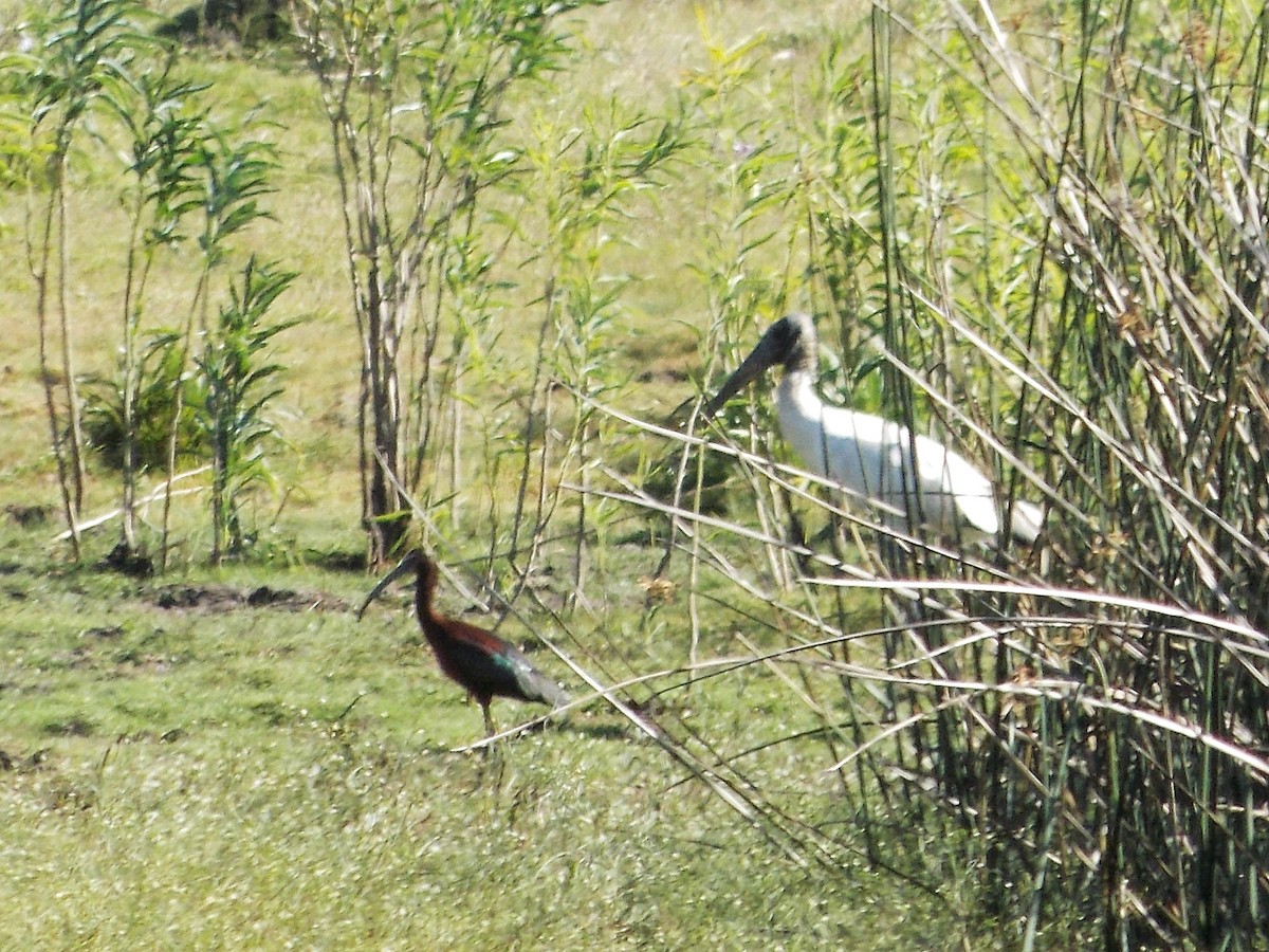 Wood Stork - Diego Cáceres Bentancor