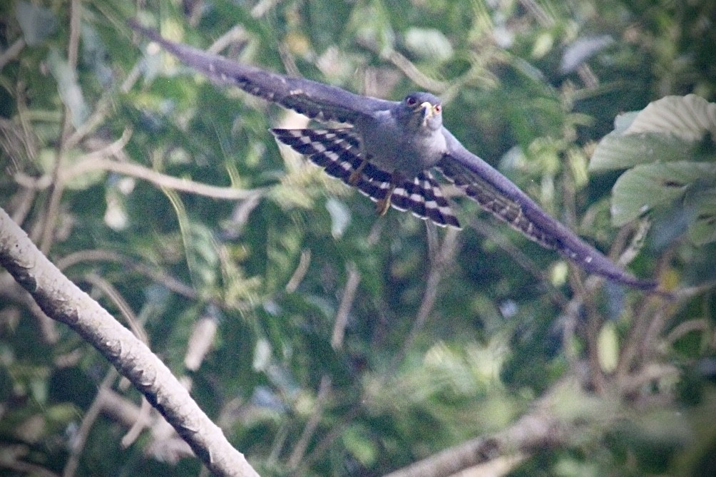 Rufous-thighed Kite - ML284465431