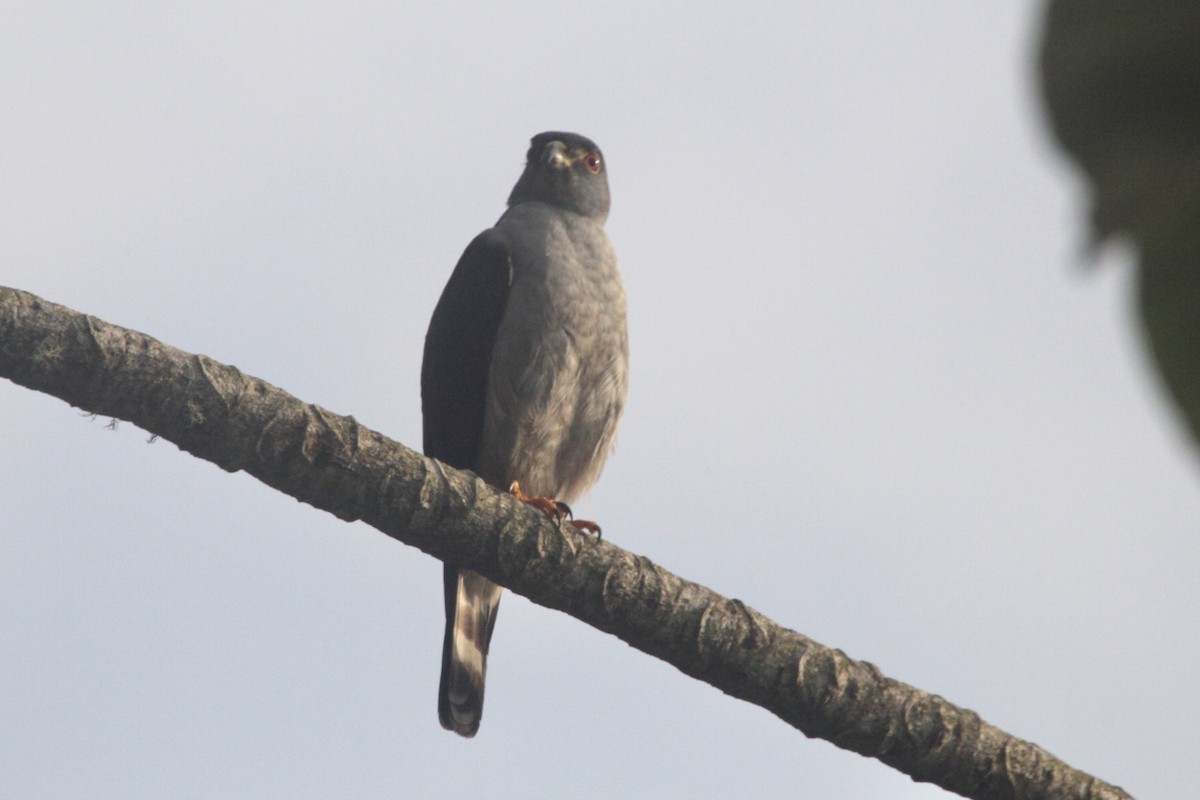 Rufous-thighed Kite - ML284465441