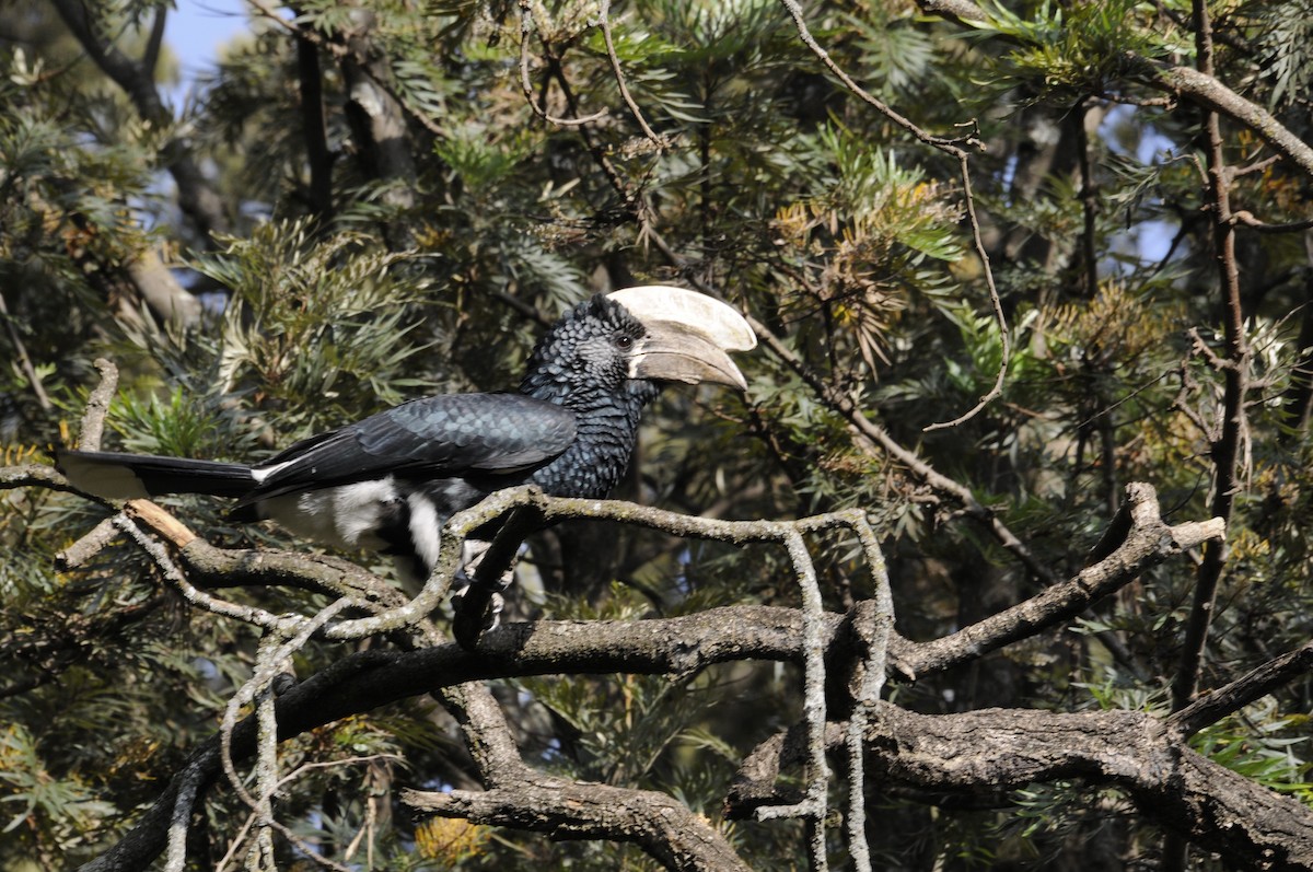 Silvery-cheeked Hornbill - ML284467921