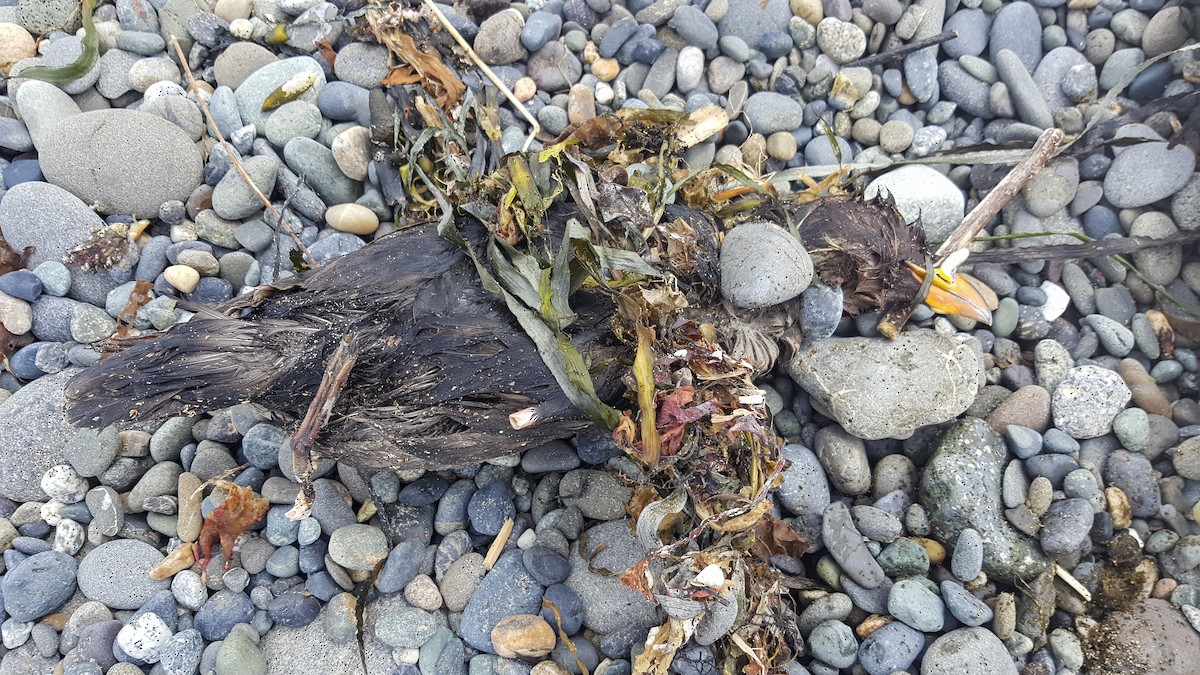 Rhinoceros Auklet - ML284469091