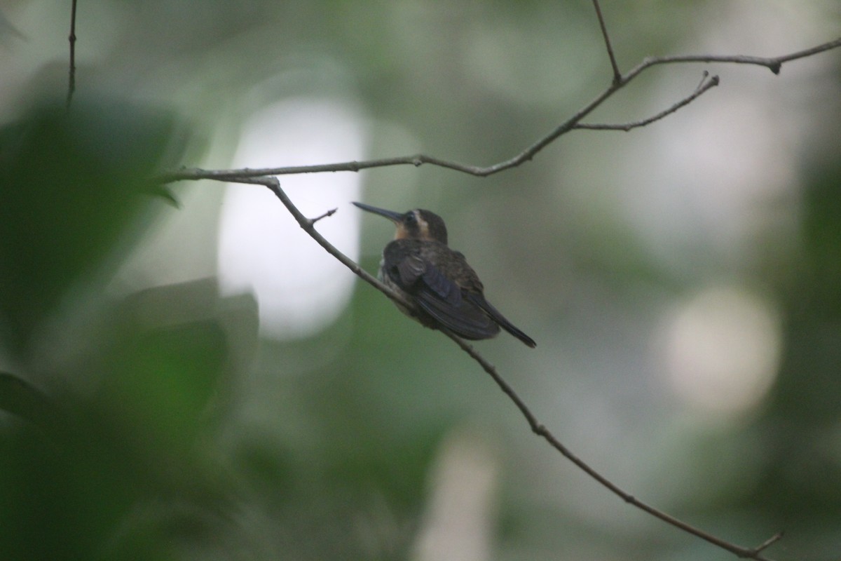 Пилоклювый колибри-отшельник - ML284469271