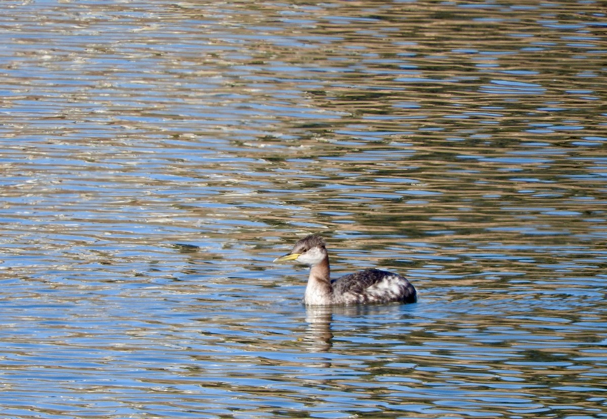 Red-necked Grebe - ML284470991