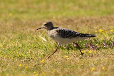 Buff-breasted Sandpiper - ML284471781