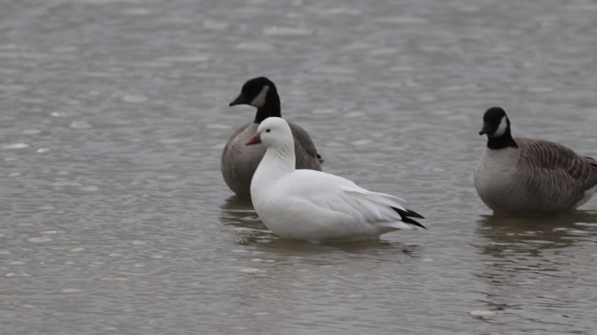 Ross's Goose - ML284473941