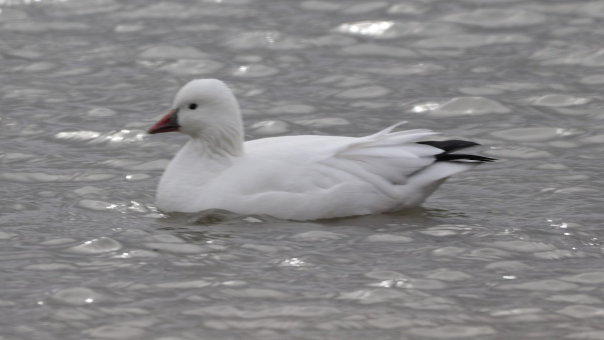 Ross's Goose - ML284473951