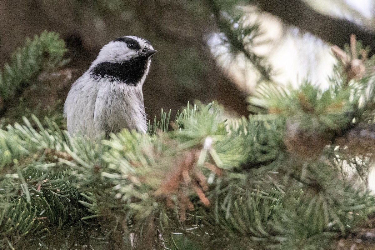 Mountain Chickadee - ML284474081