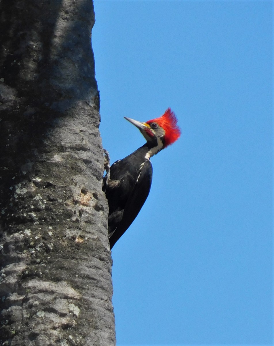 Black-bodied Woodpecker - ML284474221