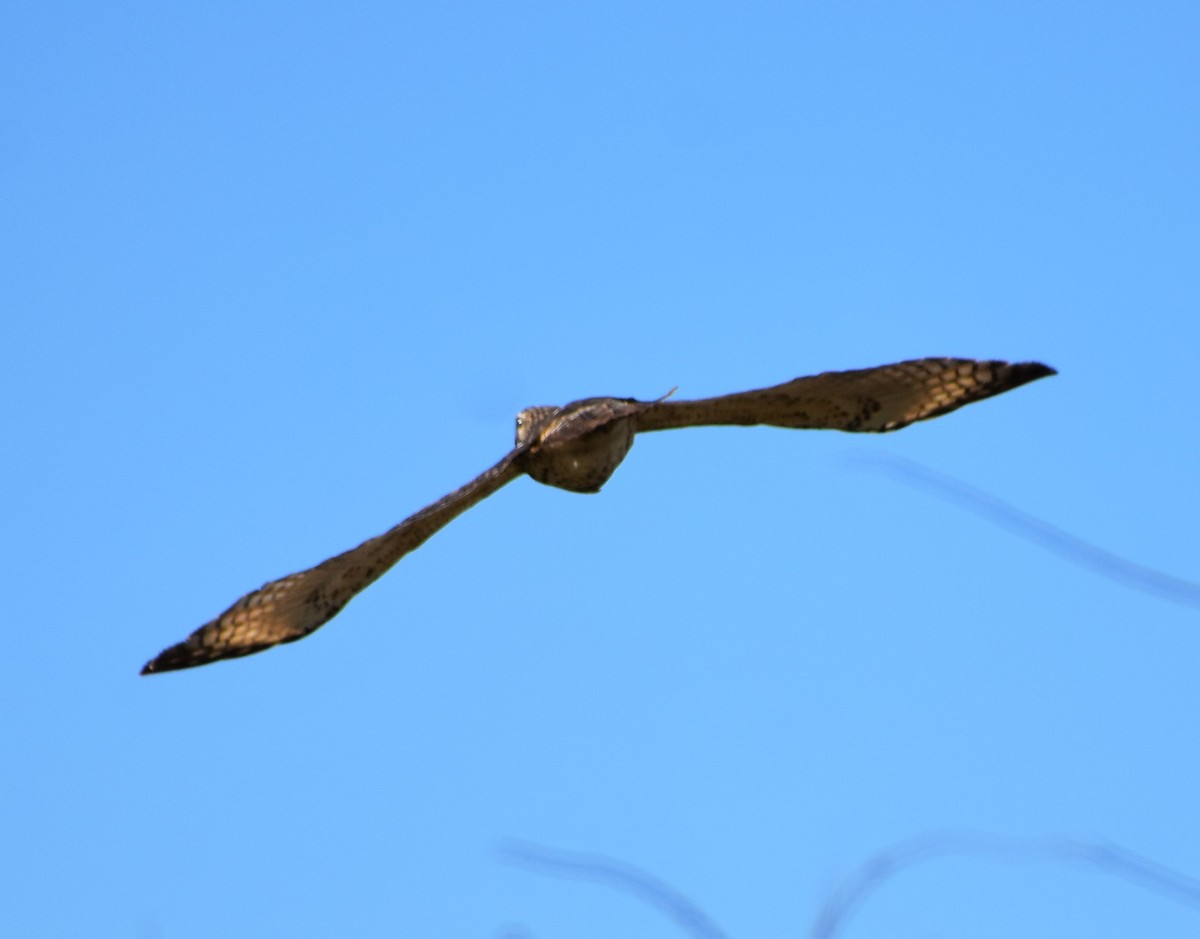 Rotschulterbussard - ML284475411