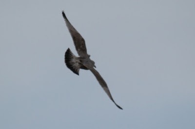 Herring Gull (American) - Kris Webb