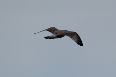 Herring Gull (American) - Kris Webb