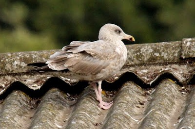 Herring Gull (American) - Kris Webb