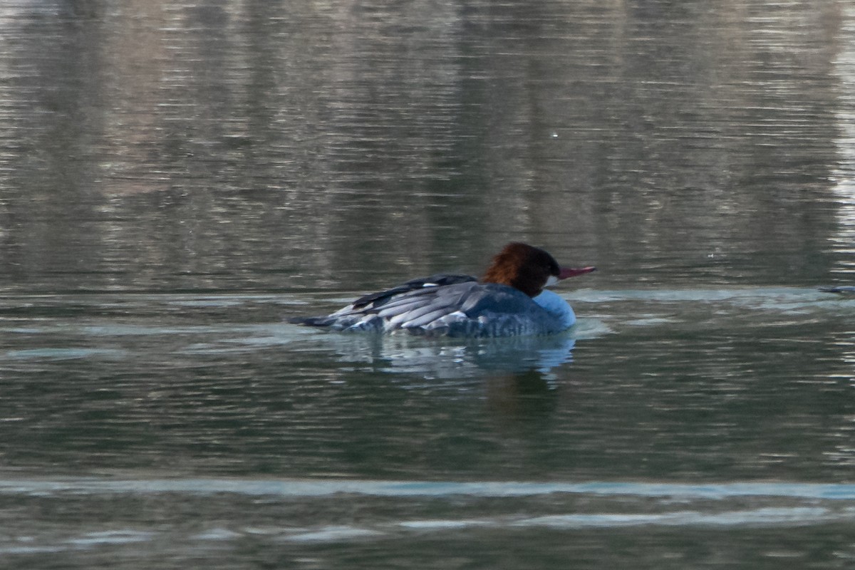 Common Merganser - ML284478651