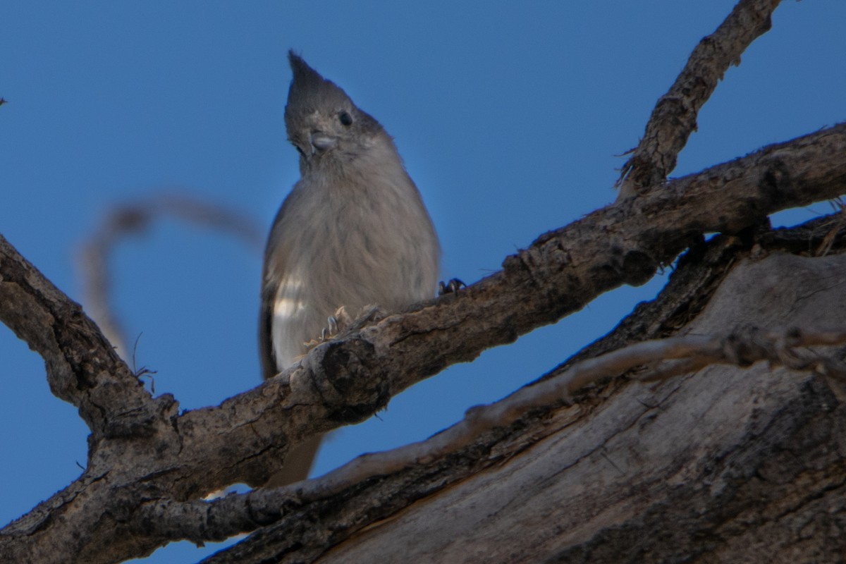 Juniper Titmouse - ML284478731
