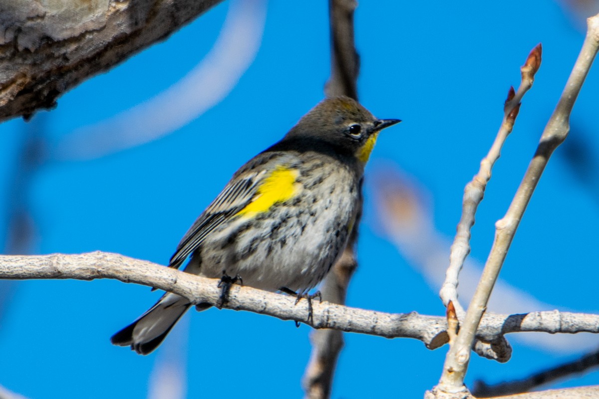 Yellow-rumped Warbler (Audubon's) - ML284478791