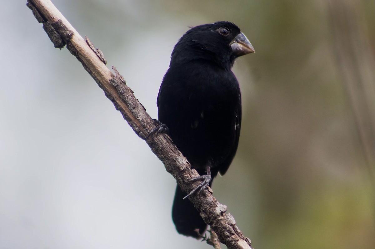 Thick-billed Seed-Finch - ML284479371