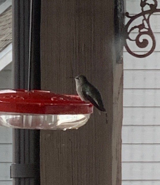 Anna's Hummingbird - ML284479601