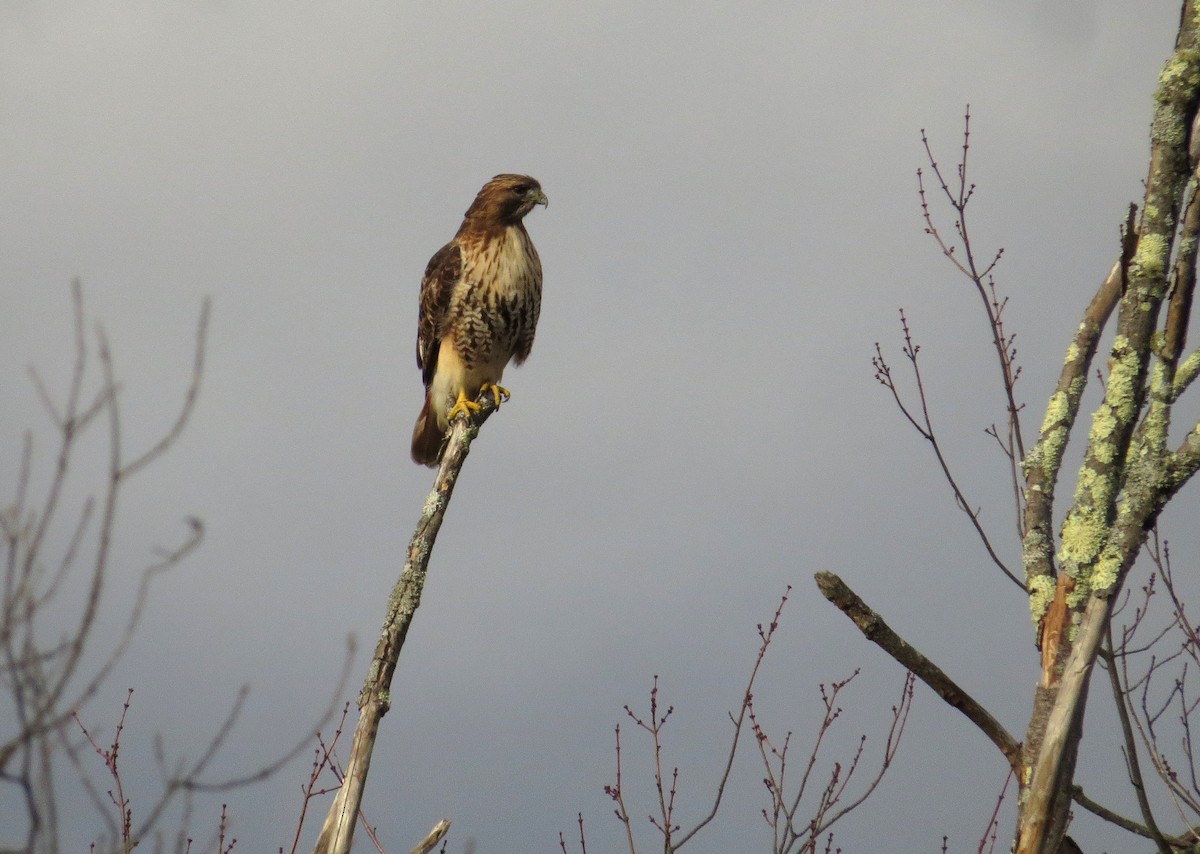 Red-tailed Hawk - Linda Eyster