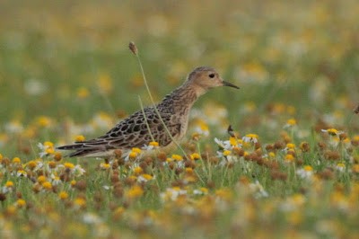 Buff-breasted Sandpiper - Kris Webb